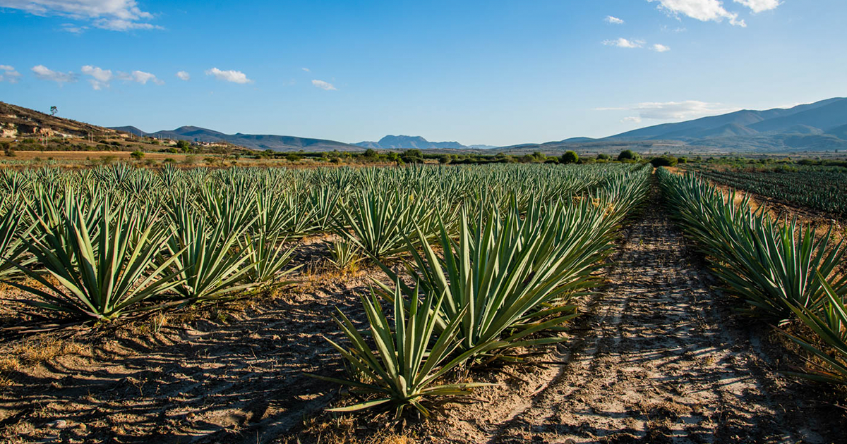 ¿Con qué agave se hace el mezcal?