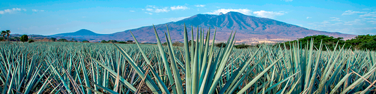 ¿Sabías que el mezcal puede ser elaborado con más de 30 tipos de agave?