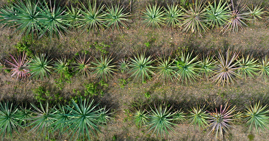 ¿Cómo se clasifica el mezcal?