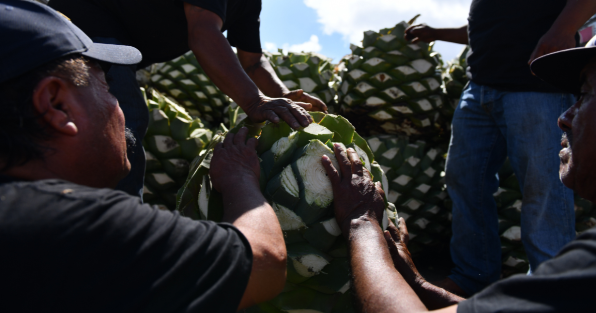 La Historia del Mezcal: Orígenes e Importancia Cultural en México