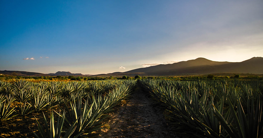 denominacion de origen mezcal